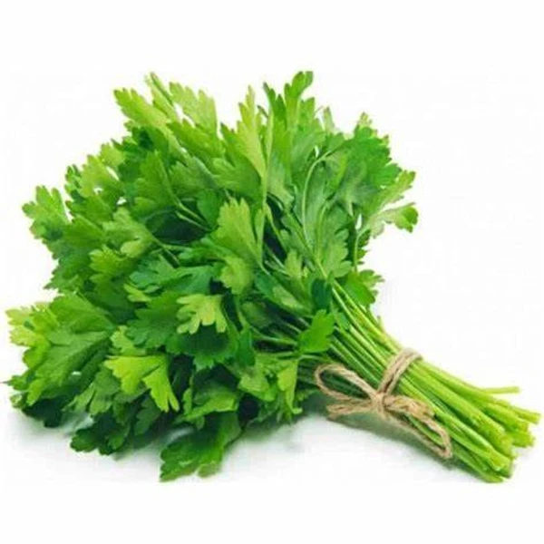 Green Coriender _ Kothmir