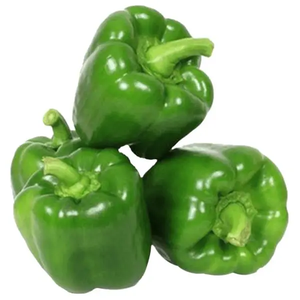 Capsicum _ Capsicum