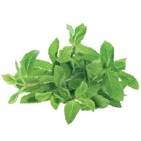 Mint _ Fudino