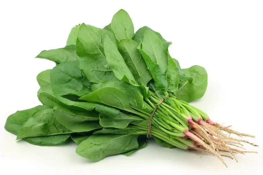 Spinach _ Palak